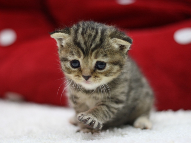 スコティッシュフォールドの子猫画像