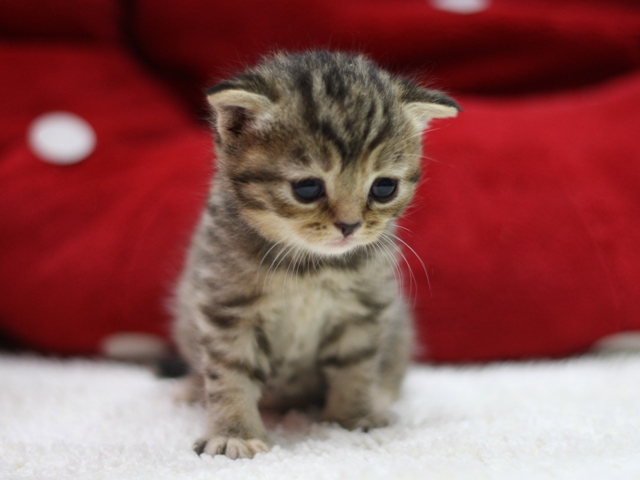スコティッシュフォールドの子猫画像