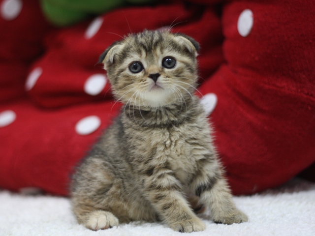 スコティッシュフォールドの子猫画像