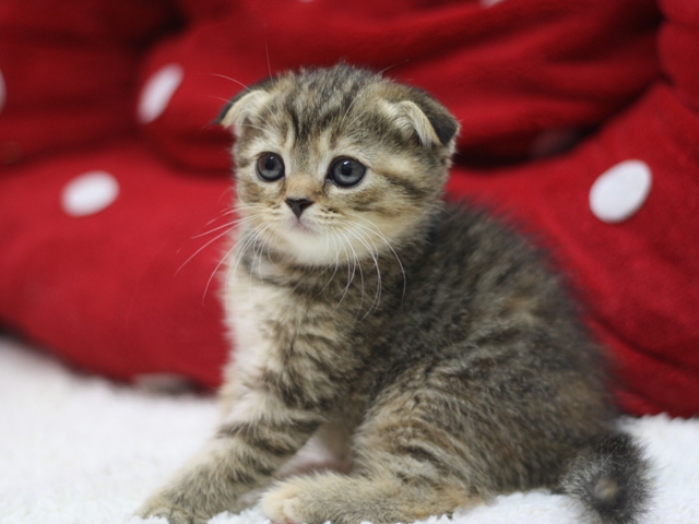 スコティッシュフォールドの子猫画像