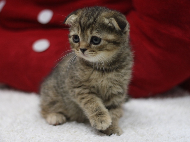スコティッシュフォールドの子猫画像