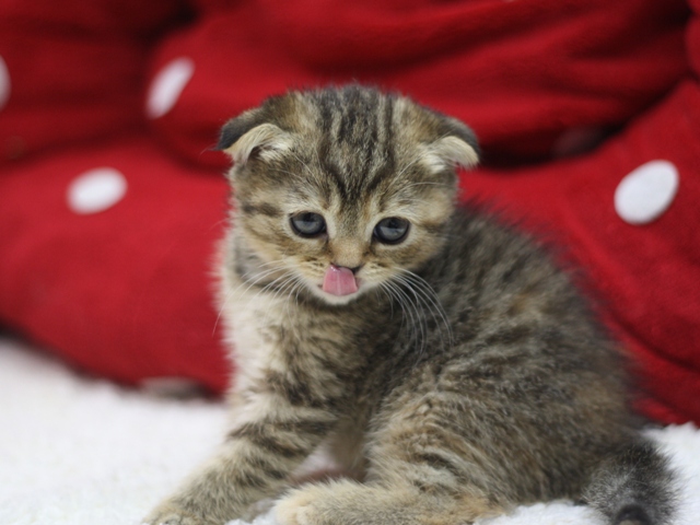 スコティッシュフォールドの子猫画像