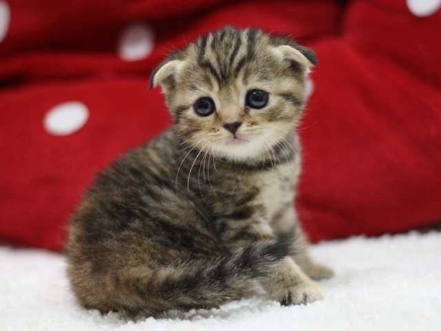 スコティッシュフォールドの子猫画像