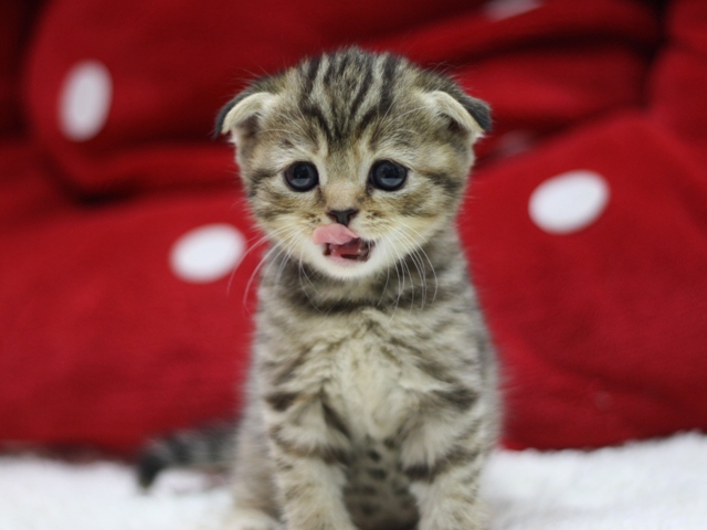 スコティッシュフォールドの子猫画像