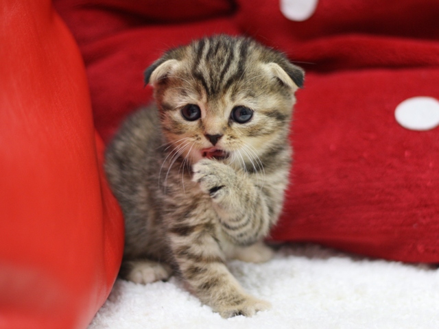 スコティッシュフォールドの子猫画像