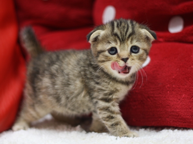スコティッシュフォールドの子猫画像