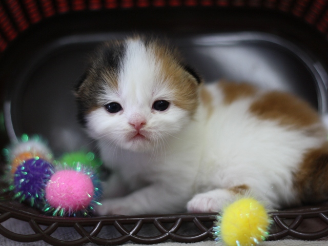 スコティッシュフォールドの子猫画像