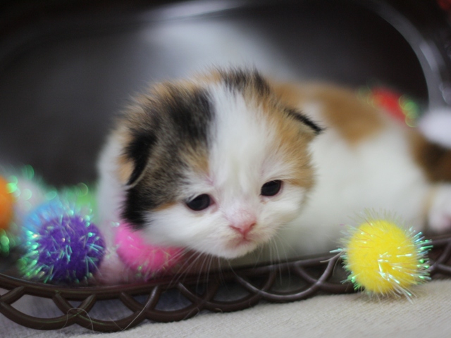 スコティッシュフォールドの子猫画像