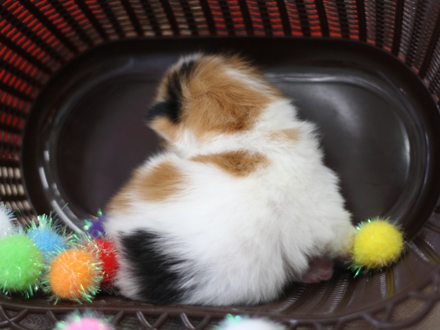 スコティッシュフォールドの子猫画像