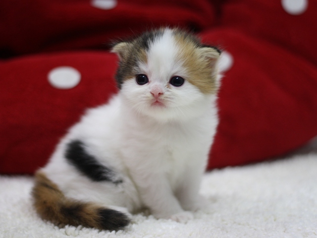 スコティッシュフォールドの子猫画像