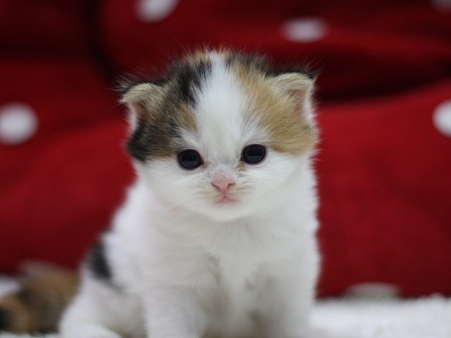スコティッシュフォールドの子猫画像