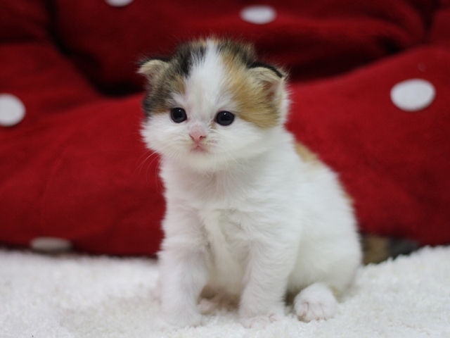 スコティッシュフォールドの子猫画像