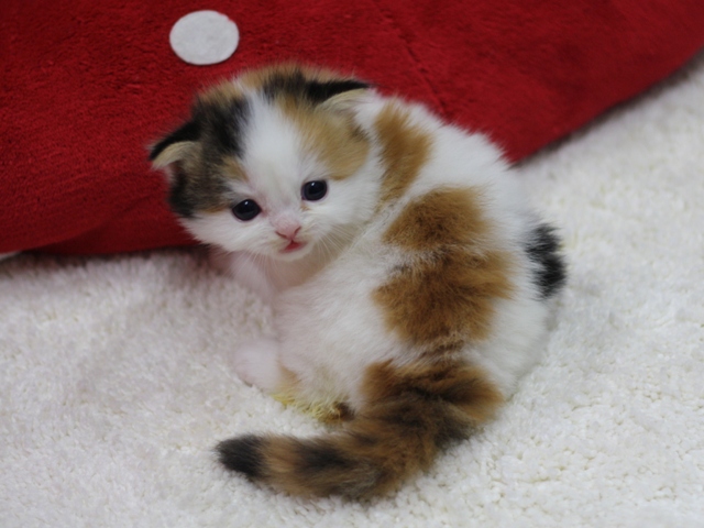 スコティッシュフォールドの子猫画像