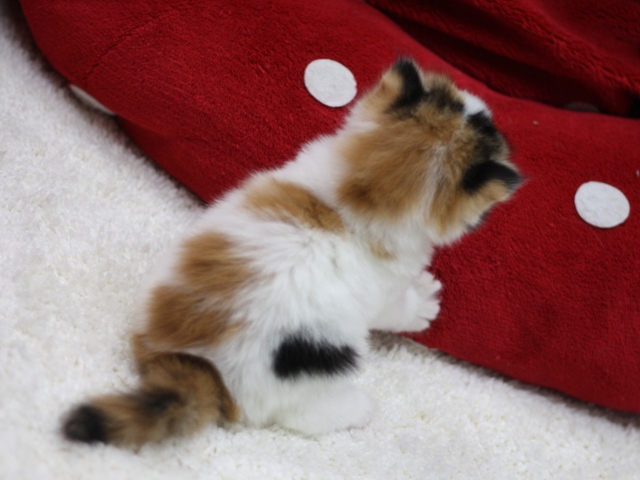 スコティッシュフォールドの子猫画像