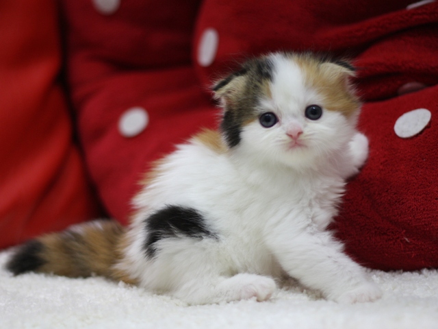 スコティッシュフォールドの子猫画像