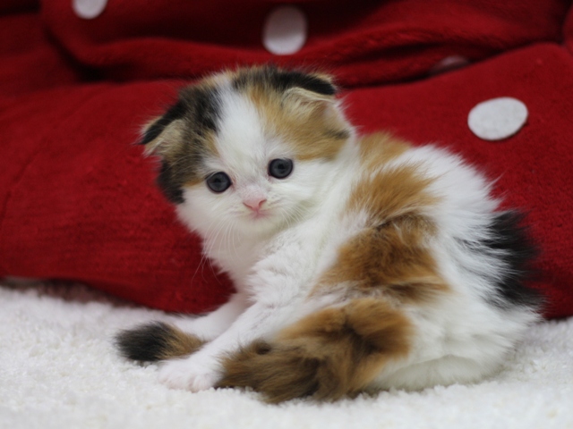 スコティッシュフォールドの子猫画像