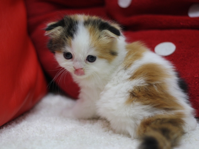 スコティッシュフォールドの子猫画像