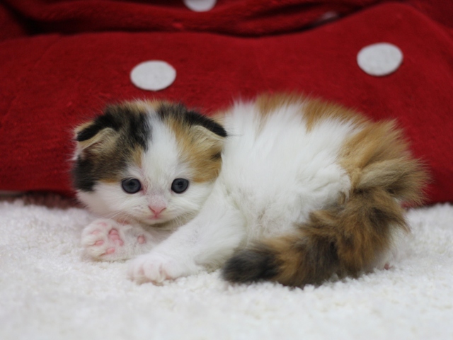 スコティッシュフォールドの子猫画像