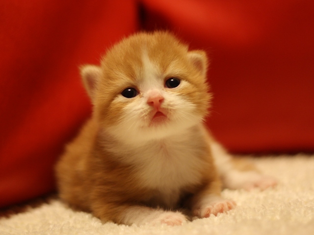 スコティッシュフォールドの子猫画像