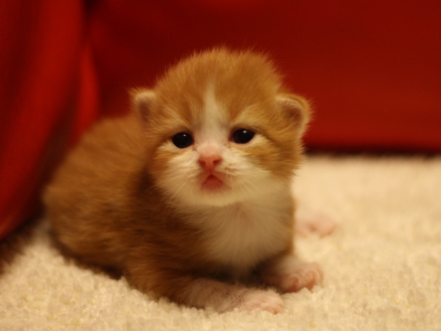 スコティッシュフォールドの子猫画像