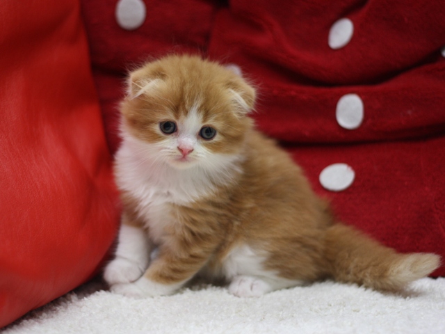 スコティッシュフォールドの子猫画像