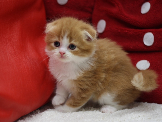 スコティッシュフォールドの子猫画像