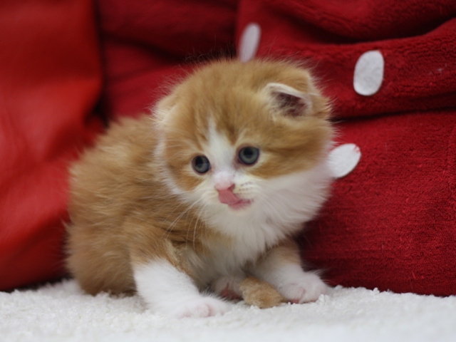 スコティッシュフォールドの子猫画像