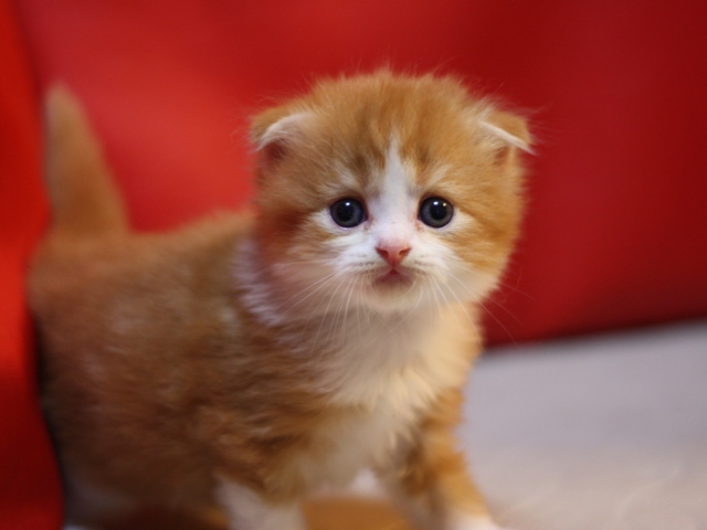 スコティッシュフォールドの子猫画像