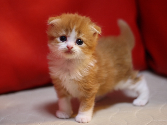 スコティッシュフォールドの子猫画像