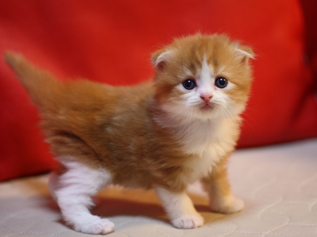 スコティッシュフォールドの子猫画像