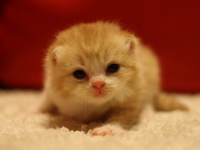 スコティッシュフォールドの子猫画像