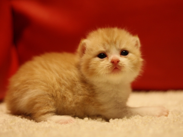 スコティッシュフォールドの子猫画像