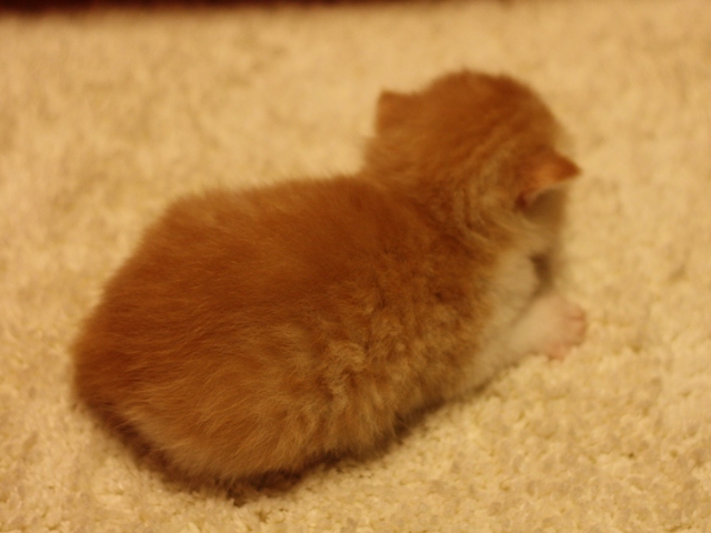 スコティッシュフォールドの子猫画像