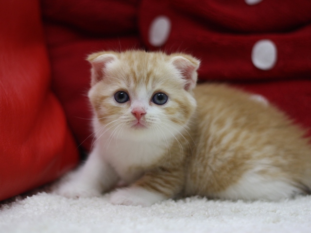 スコティッシュフォールドの子猫画像