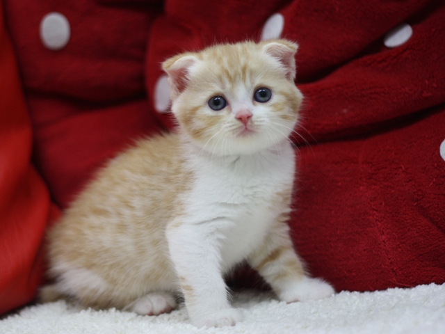 スコティッシュフォールドの子猫画像