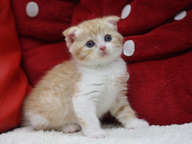 スコティッシュフォールドの子猫画像