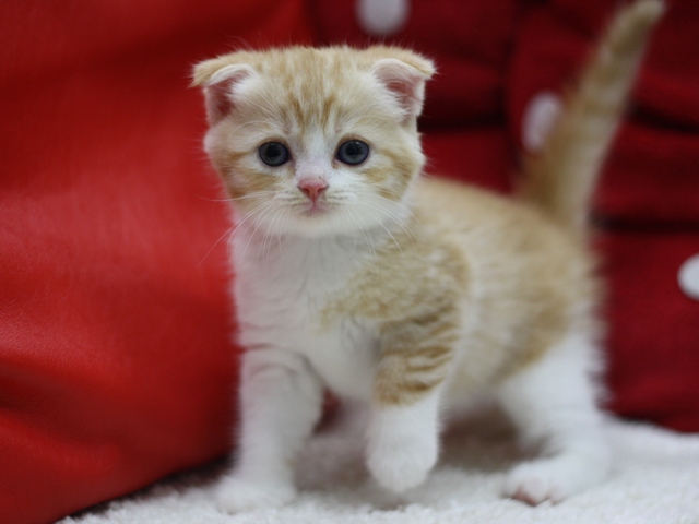 スコティッシュフォールドの子猫画像