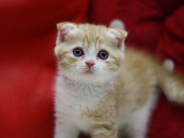 スコティッシュフォールドの子猫画像