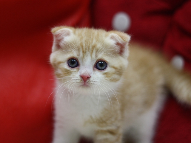 スコティッシュフォールドの子猫画像