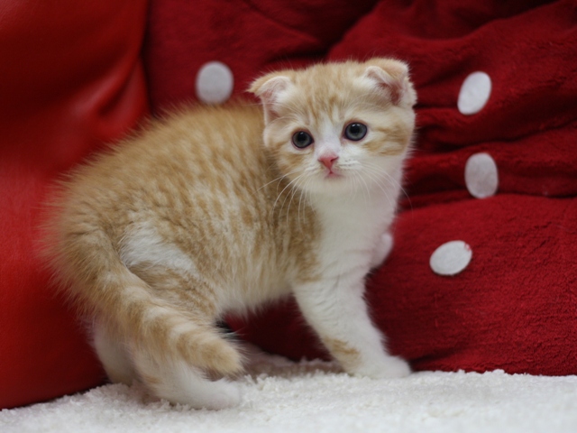スコティッシュフォールドの子猫画像