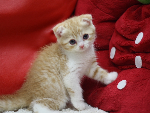 スコティッシュフォールドの子猫画像