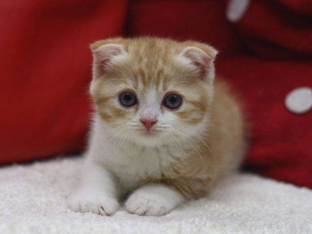 スコティッシュフォールドの子猫画像