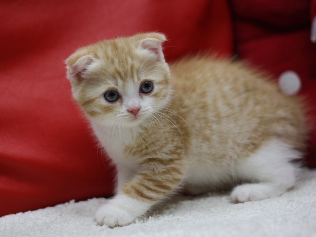 スコティッシュフォールドの子猫画像
