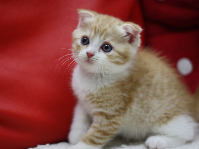 スコティッシュフォールドの子猫画像