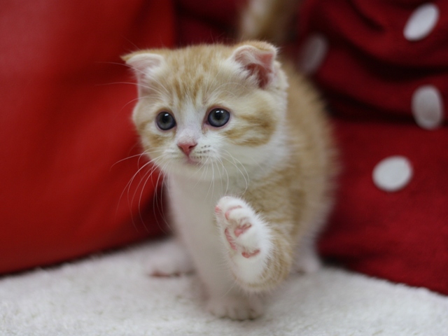 スコティッシュフォールドの子猫画像