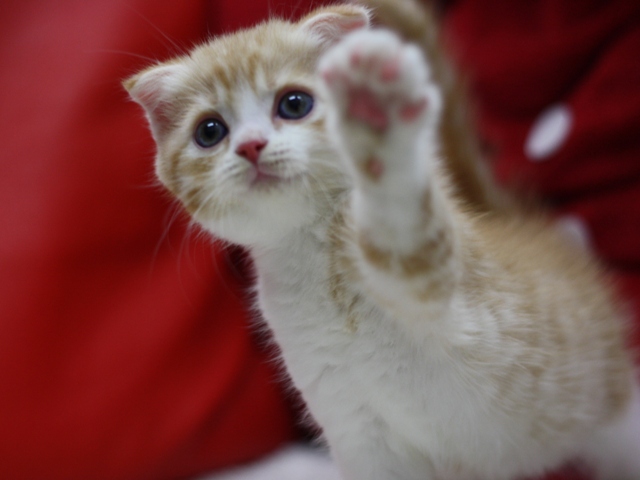 スコティッシュフォールドの子猫画像