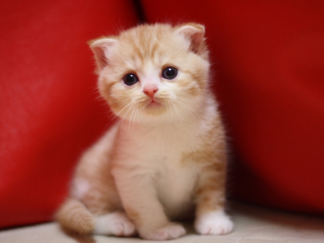 スコティッシュフォールドの子猫画像