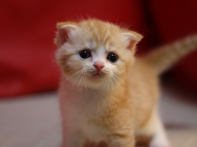 スコティッシュフォールドの子猫画像