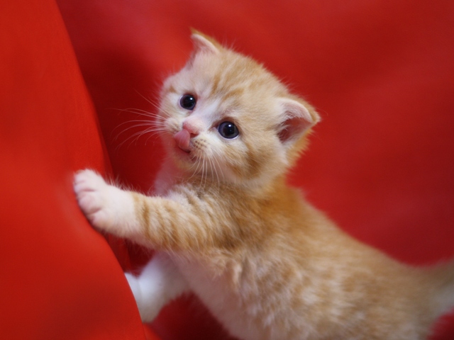 スコティッシュフォールドの子猫画像