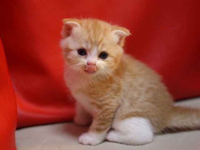スコティッシュフォールドの子猫画像